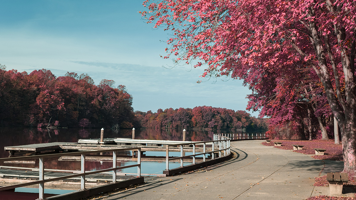 Lums Pond Landscape with Infrared Editing Technique
