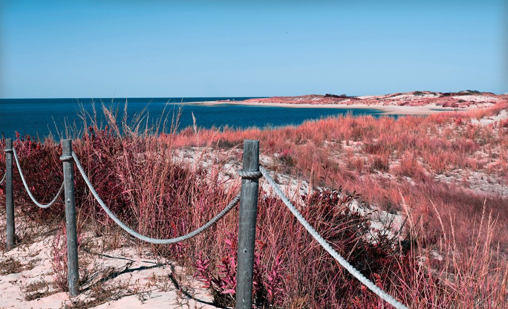 Infrared The Point Cape Henlopen State Park