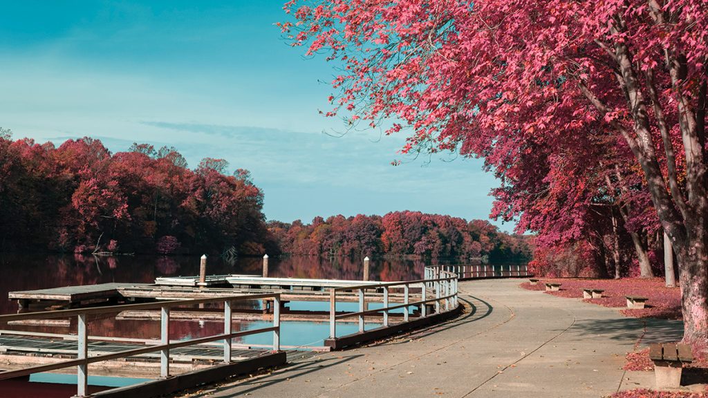 Infrared Lums Pond State Park