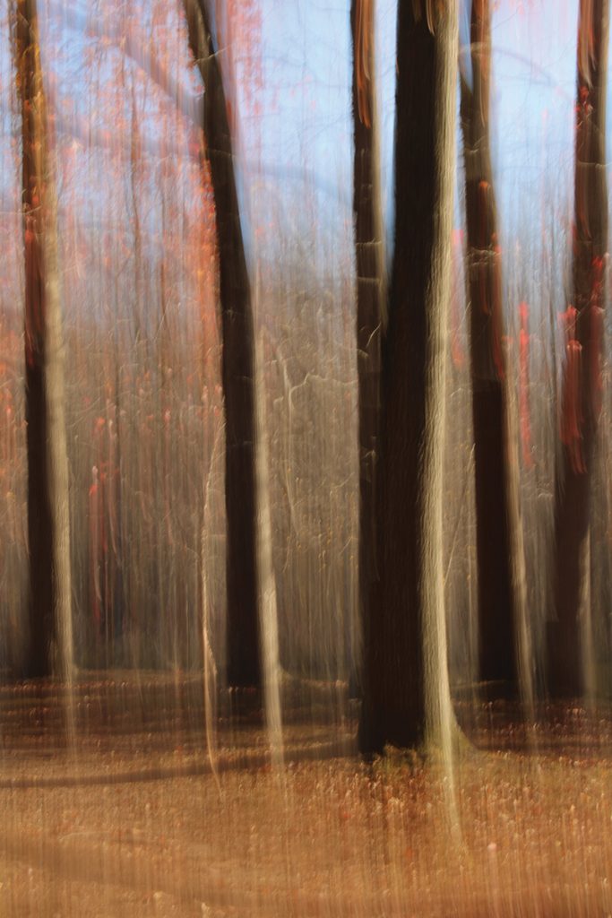 Slow Shutter Speed Trees Lums Pond State Park