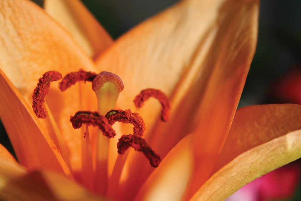 Orange Lily